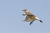 Image. Isabelline Wheatear