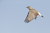 Image. Isabelline Wheatear