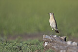 Image. Isabelline Wheatear