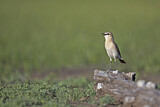 Image. Isabelline Wheatear
