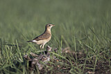Image. Isabelline Wheatear