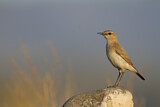Image. Isabelline Wheatear