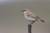 Image. Isabelline Wheatear