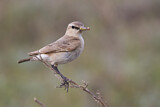 Image. Isabelline Wheatear