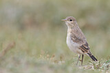 Image. Isabelline Wheatear