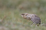 Image. Isabelline Wheatear
