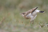 Image. Isabelline Wheatear