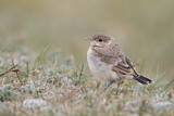 Image. Isabelline Wheatear