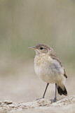 Image. Isabelline Wheatear