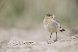 Image. Isabelline Wheatear