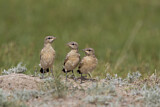 Image. Isabelline Wheatear