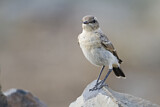 Image. Isabelline Wheatear