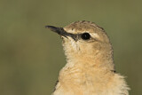 Image. Isabelline Wheatear