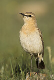 Image. Isabelline Wheatear