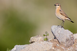 Image. Isabelline Wheatear