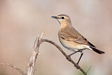 Image. Isabelline Wheatear