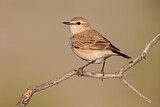 Image. Isabelline Wheatear