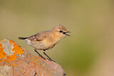 Image. Isabelline Wheatear