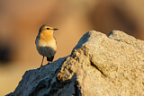 Image. Isabelline Wheatear