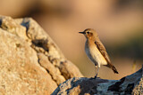 Image. Isabelline Wheatear