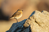 Image. Isabelline Wheatear