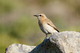 Image. Isabelline Wheatear