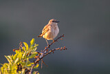 Image. Isabelline Wheatear