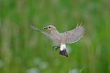 Image. Isabelline Wheatear