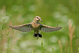 Image. Isabelline Wheatear