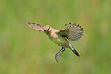 Image. Isabelline Wheatear