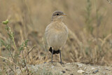Image. Isabelline Wheatear