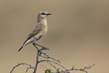 Image. Isabelline Wheatear