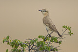 Image. Isabelline Wheatear
