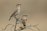 Image. Isabelline Wheatear