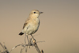 Image. Isabelline Wheatear