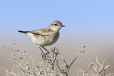 Image. Isabelline Wheatear