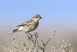 Image. Isabelline Wheatear