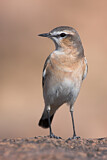 Image. Isabelline Wheatear