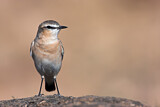 Image. Isabelline Wheatear