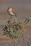 Image. Isabelline Wheatear