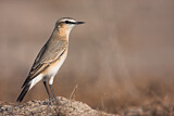 Image. Isabelline Wheatear