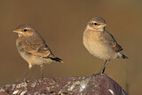 Image. Isabelline Wheatear