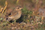 Image. Isabelline Wheatear
