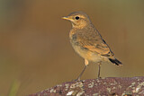 Image. Isabelline Wheatear