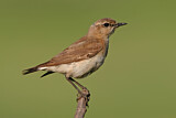 Image. Isabelline Wheatear