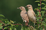 Image. Isabelline Wheatear