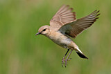 Image. Isabelline Wheatear