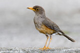 Image. Island Thrush