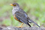 Image. Island Thrush