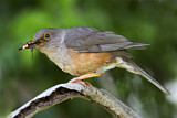 Image. Island Thrush